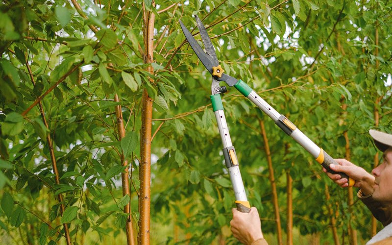Tree trimming in Holbrook, NY